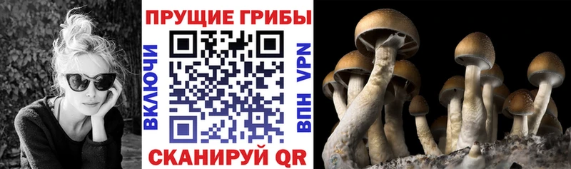 Купить закладки  Рязань  Псилоцибиновые грибы Psilocybine cubensis 